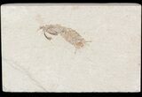 Fossil Mantis Shrimp (Sculda syriaca) - Lebanon #48537-1